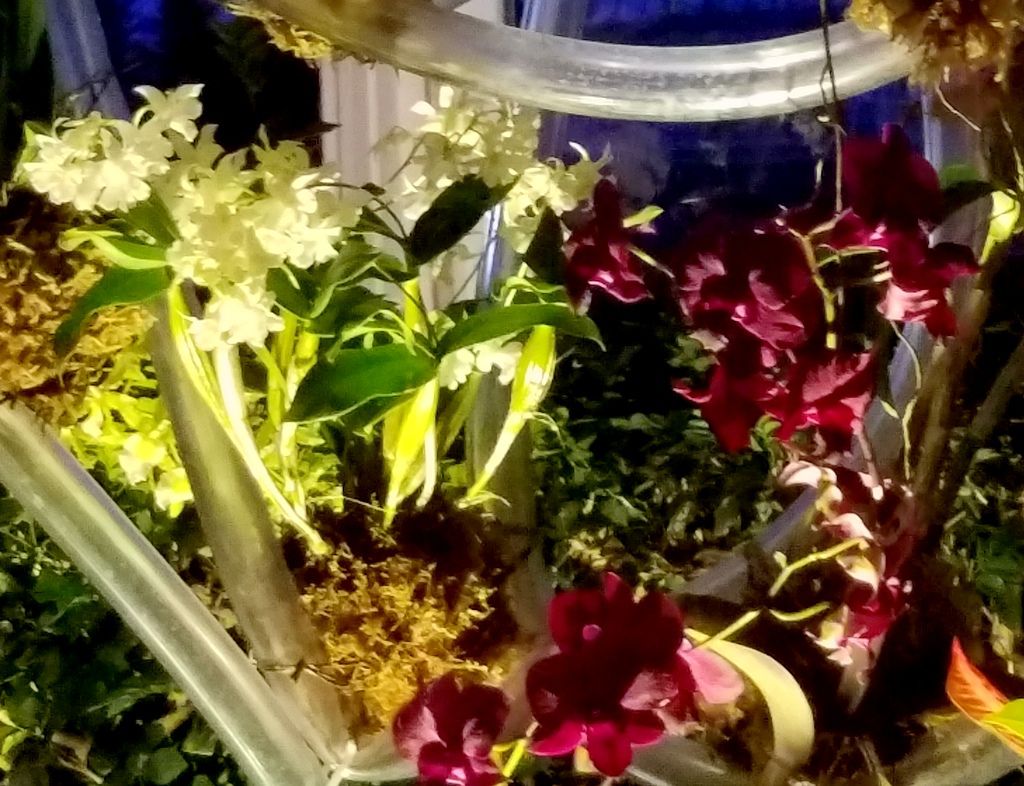 Daniël Ost, Belgian floral artist, 2018 NYBG Orchid Show, Orchid Evenings