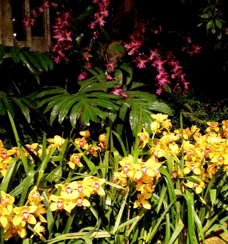 Daniël Ost, Belgian floral artist, 2018 NYBG Orchid Show, Orchid Evenings