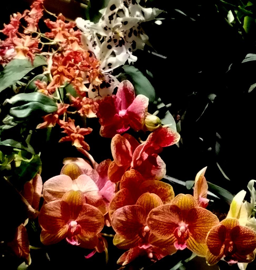 Daniël Ost, 2018 NYBG Orchid Show, Orchid Evenings, Belgian floral artist
