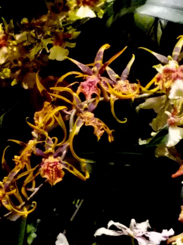 Daniël Ost, Belgian floral artist, 2018 NYBG Orchid Show, Orchid Evenings