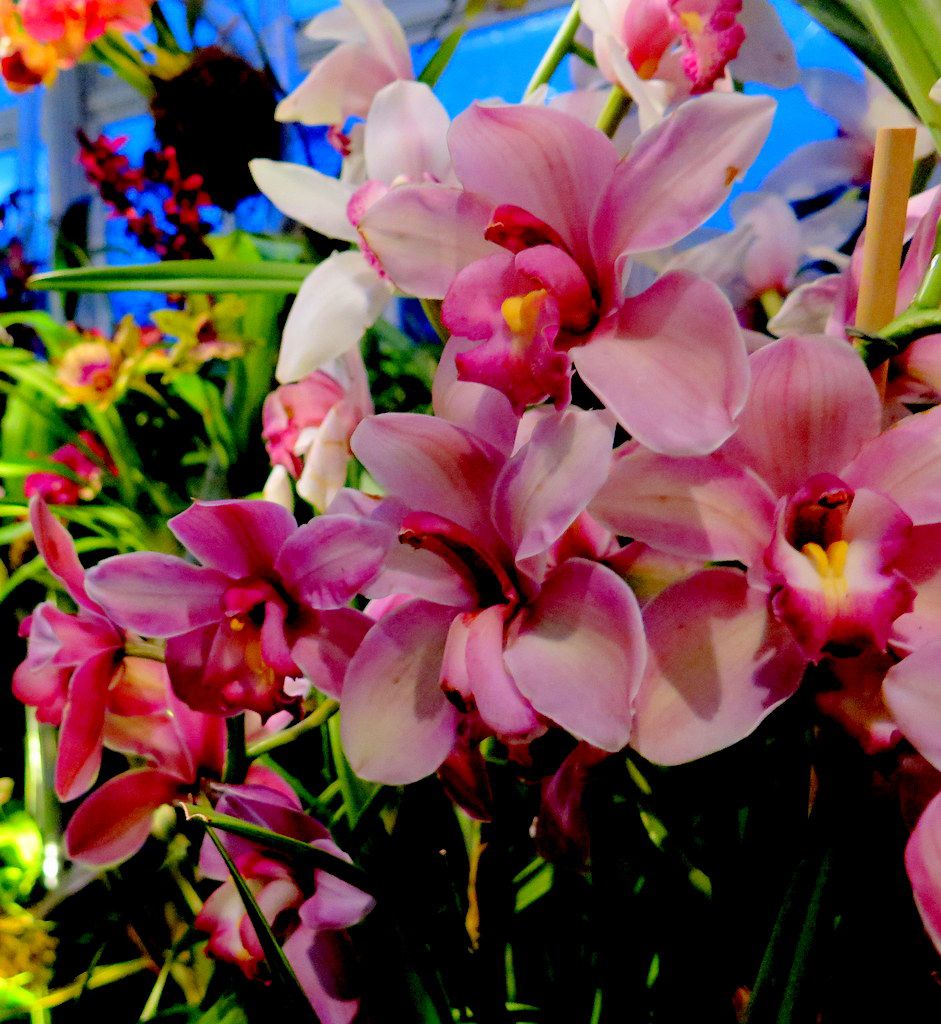 Daniël Ost. 2018 NYBG Orchid Show, 'Orchid Evenings,' Belgian floral artist