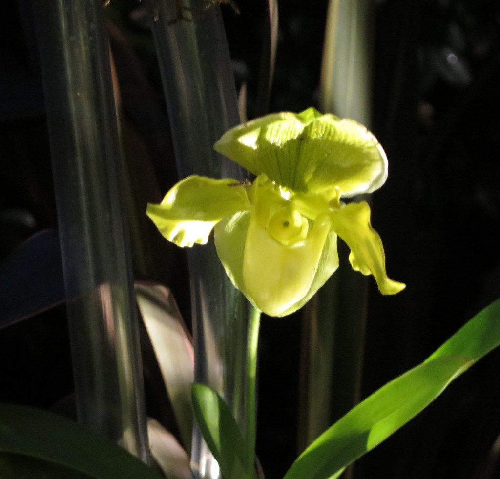 Daniël Ost. Belgian floral artist, 2018 NYBG Orchid Show, 'Orchid Evenings'