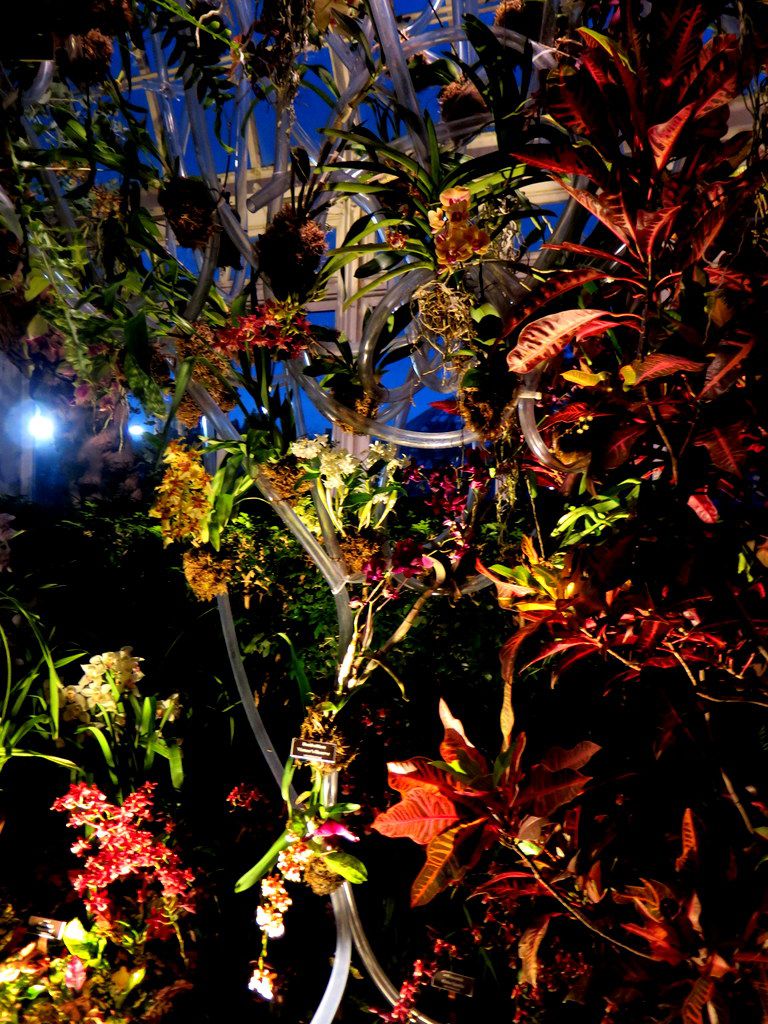 Daniël Ost, 2018 NYBG Orchid Show, Belgian floral artist