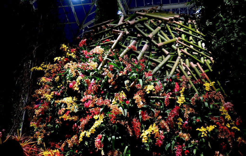 Daniël Ost, Belgian floral artist, 2018 NYBG Orchid Show, Orchid Evenings, 