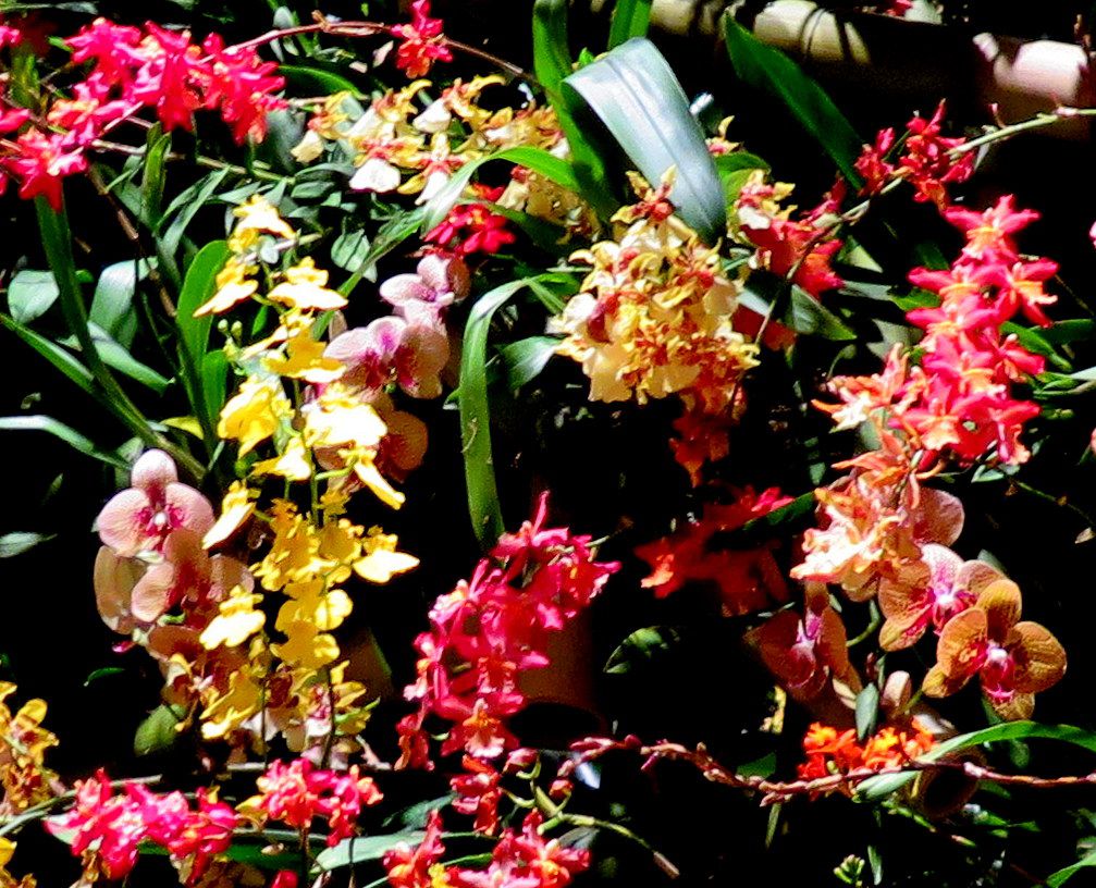 Daniël Ost, 2018 NYBG Orchid Show, Orchid Evenings, Daniël Ost, Belgian floral artist