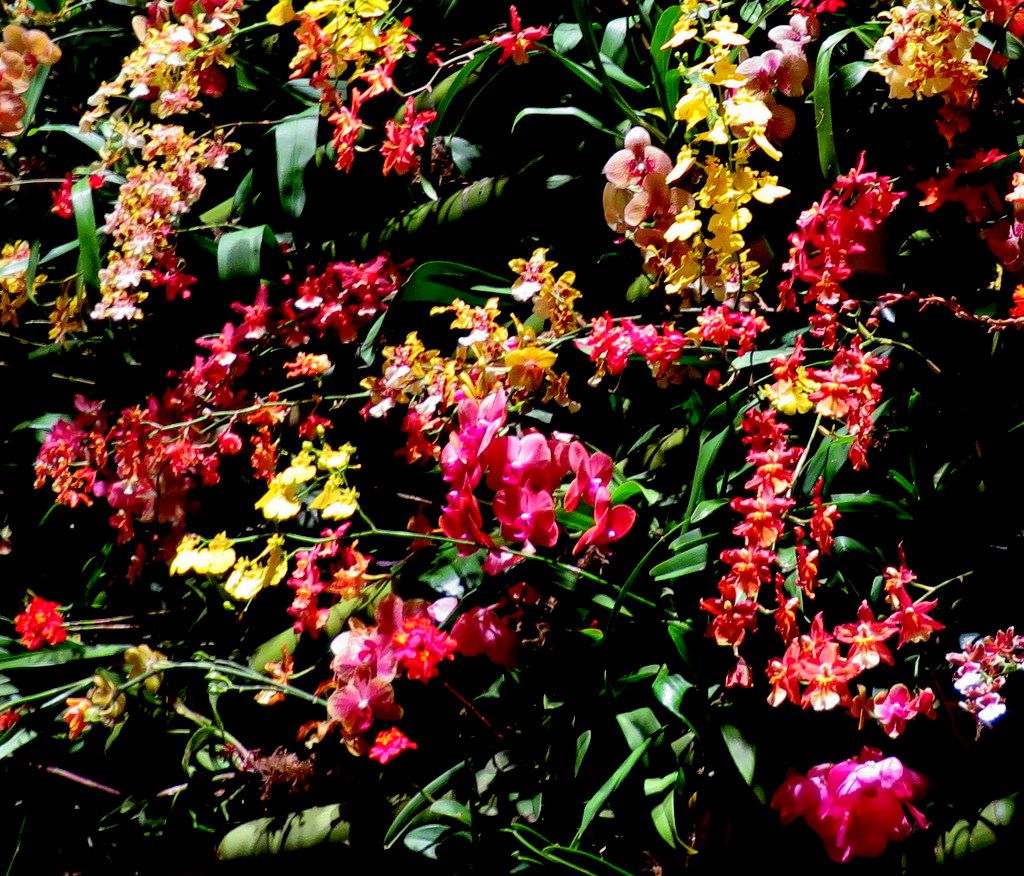 2018 NYBG Orchid Show, Orchid Evenings, Belgian floral artist, Daniël Ost