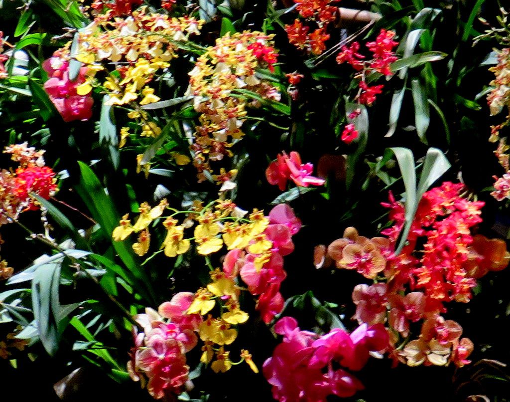 Daniël Ost, Belgian floral artist, 2018 NYBG Orchid Show, Orchid Evenings