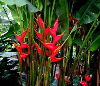 Heliconia, Georgia O'Keeffe: Visions of Hawai'i, NYBG