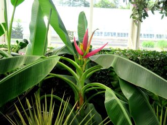 Georgia O'Keeffe: Visions of Hawai'i, NYBG, Georgia O'Keeffe, Hawai'i