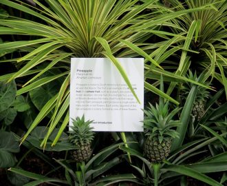 Georgia O'Keeffe: Visions of Hawai'i, NYBG