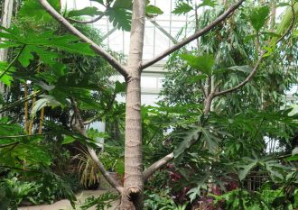 Georgia O'Keeffe: Visions of Hawai'i, NYBG