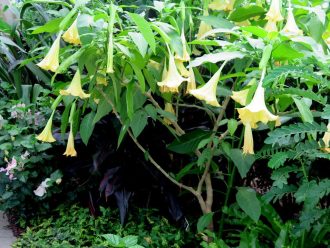 Georgia O'Keeffe: Visions of Hawai'i, NYBG