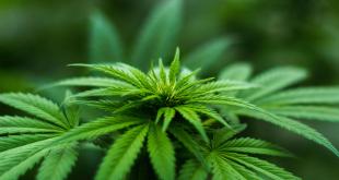 Cannabis