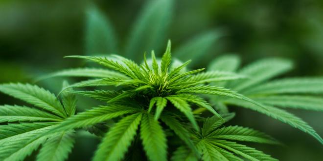 Cannabis