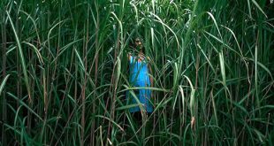 In the Tall Grass