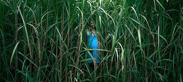 In the Tall Grass