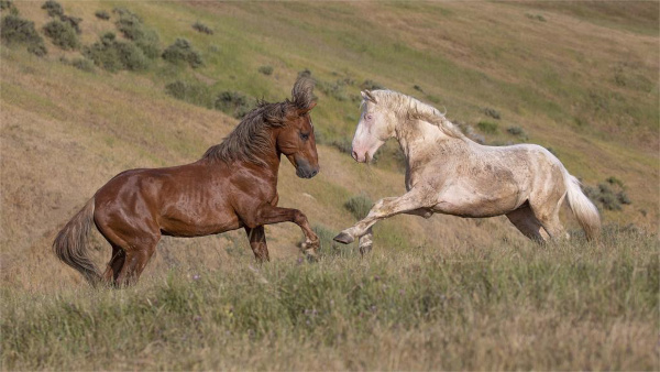 Photo of mustangs in the wild
