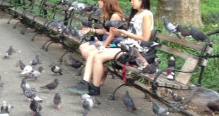 pigeon sisters