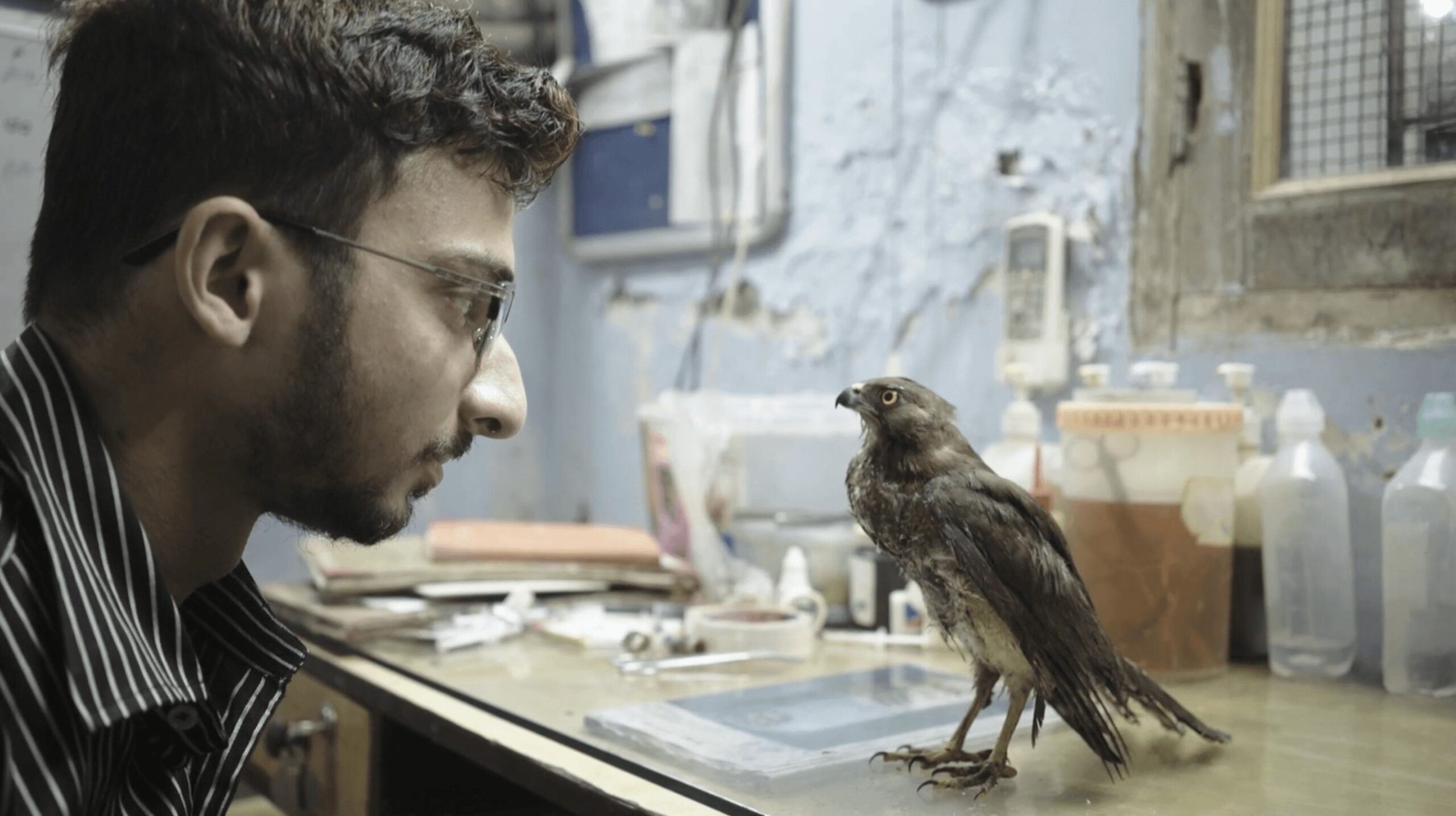 All That Breathes, black kites, NYFF60, wildlife rescue
