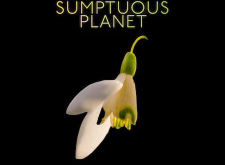 The Crossing - Sumptuous Planet by David Shapiro album cover