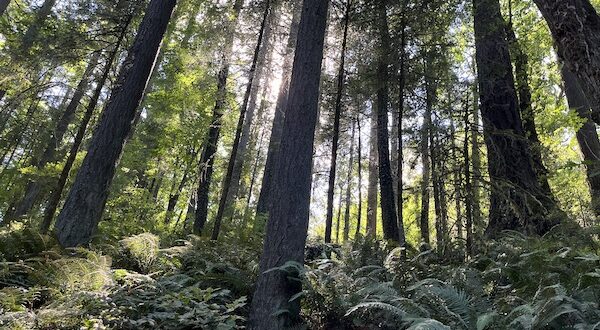 Forest scene