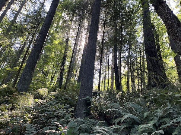 Forest scene