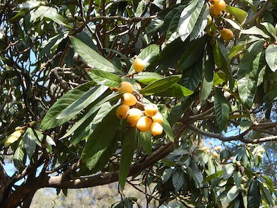 Loquat