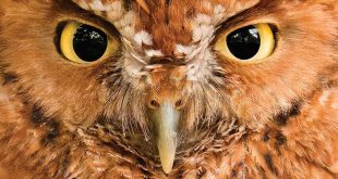 The Spirit of Birds